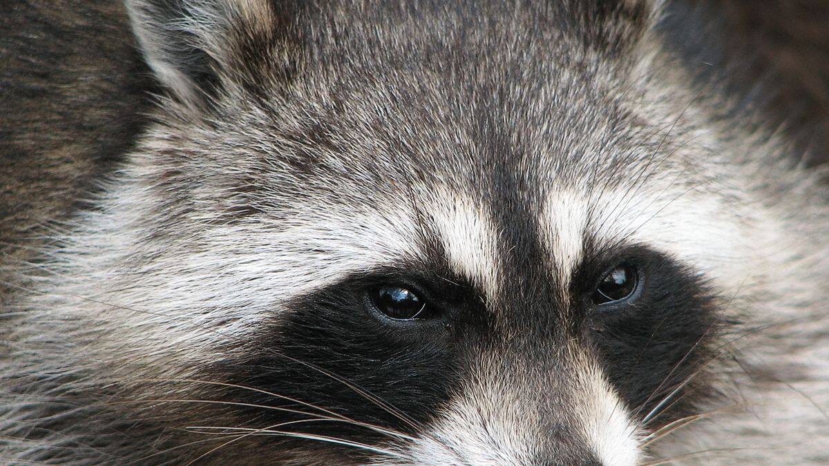 Mapache, el verdadero dueño de la isla